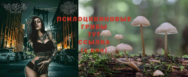 PSILOCYBIN Волосово