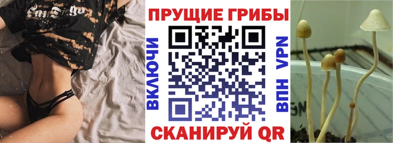 где купить наркотик  Великий Новгород  Псилоцибиновые грибы MAGIC MUSHROOMS 